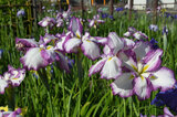 写真：白い花びらを紫色の縁取りが引き立てるハナショウブ
