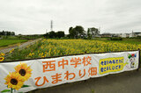 写真：西中学校で栽培しているヒマワリ畑