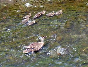 写真：目久尻川のカルガモ