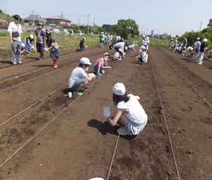写真：児童が畑に苗を植えている