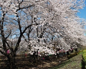 写真：かにが沢公園の満開の桜