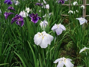 写真：立野台公園の花