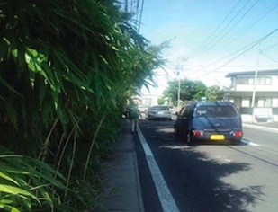 写真：道路にはみ出した樹木と車