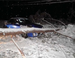 写真：倒れた木と車