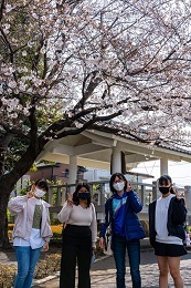 写真：桜の下での様子