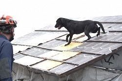 写真：捜索する救助犬