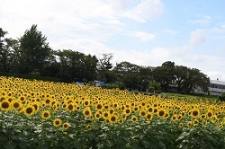 写真：ヒマワリ畑の様子3