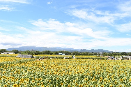 写真：ひまわり畑