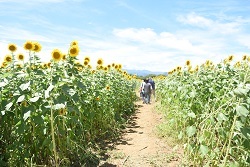 写真：散策路の様子