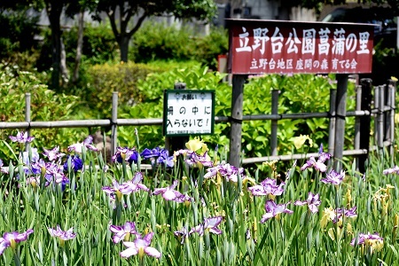 写真：立野台公園に咲くハナショウブ1