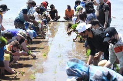 写真：田植えを体験する参加者2