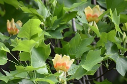 写真：芹沢公園のユリノキの花