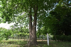 写真：芹沢公園のユリノキ