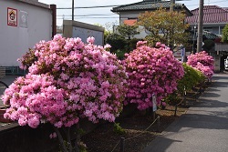 写真：北地区文化センターに咲くツツジ1