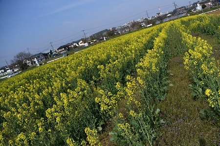 写真：四ツ谷地区で見頃を迎える菜の花1