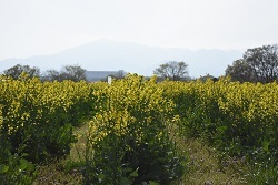 写真：四ツ谷地区で見頃を迎える菜の花3