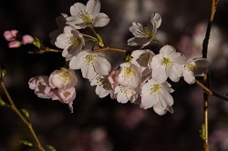 写真：ライトアップされた夜桜の様子2