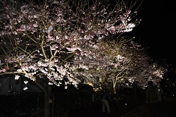 写真：ライトアップされた夜桜の様子3