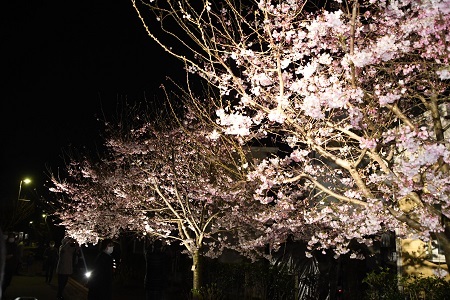 写真：ライトアップされた夜桜の様子1