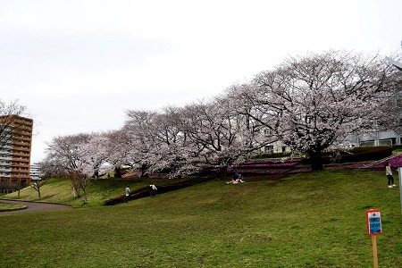 写真：かにが沢公園のサクラの様子