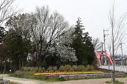 写真：芹沢公園のサクラの様子