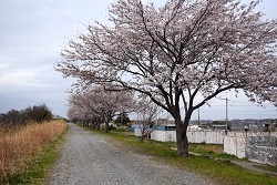 写真：相模川沿いに咲くサクラ1
