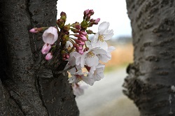 写真：相模川沿いに咲くサクラ2