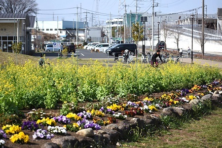 写真：芹沢公園の菜の花を含む花壇