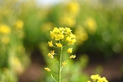 写真：芹沢公園の菜の花一輪のアップ