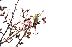 写真：シュゼンジカンザクラの様子2