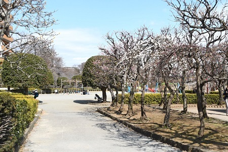 写真：かにが沢公園に咲くウメの様子