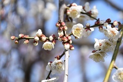 写真：同園の様子2