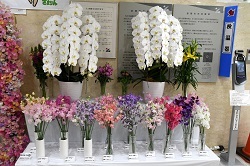 写真：花の展示の様子1