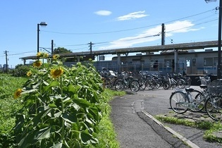 写真：入谷駅のヒマワリ