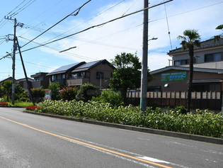 写真：車道に沿って植えられたヒマワリの様子