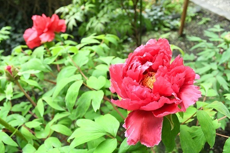 写真：赤いボタン