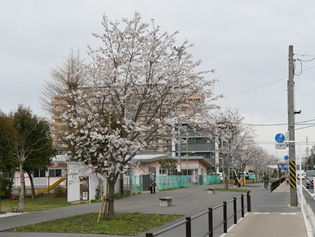 写真：東原桜並木の桜2