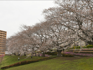 写真：かにが沢公園の桜
