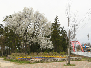 写真：芹沢公園の桜