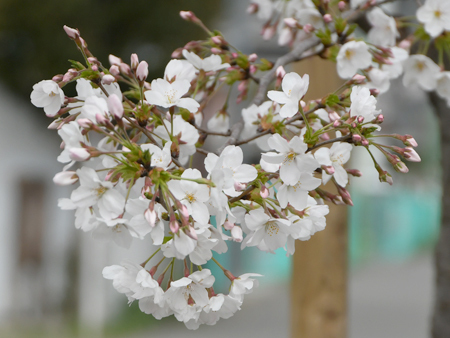 写真：東原桜並木の桜1