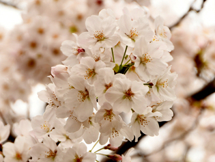 写真：東原桜並木の桜3