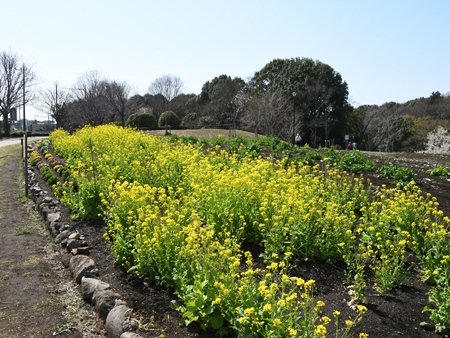 写真：芹沢公園に咲く菜の花