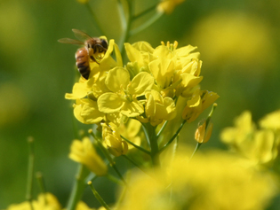 写真：菜の花の蜜を吸うミツバチ