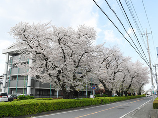 写真：さがみ野桜並木1