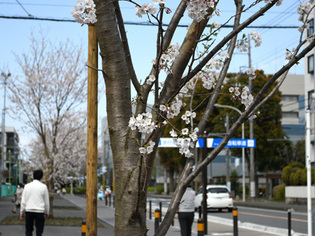 写真：さがみ野桜並木2