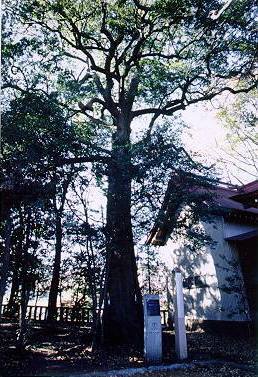 写真：栗原神社のシラカシ