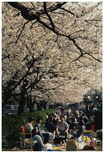 写真：畑灌桜