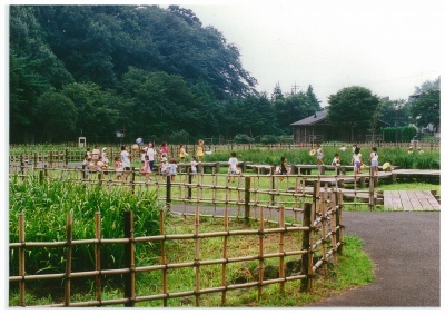 写真：芹沢公園