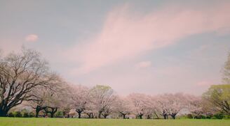 写真：公園と空