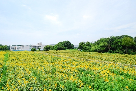 写真：栗原会場のヒマワリ